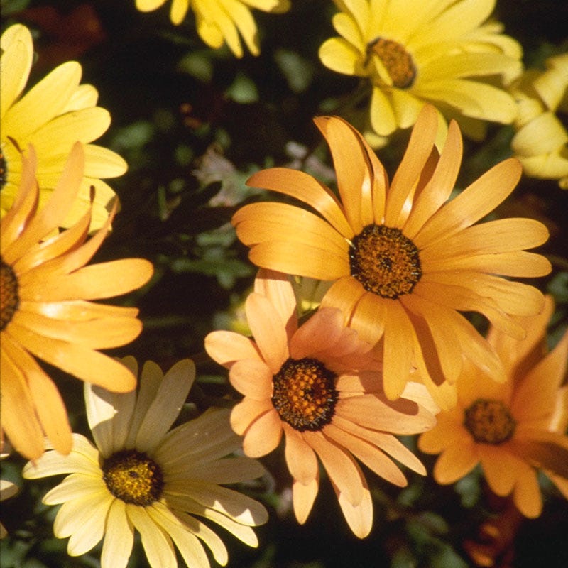 African Daisy Seeds - Image 2