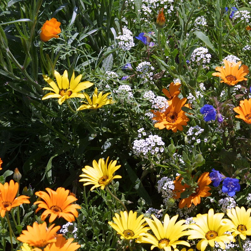 African Daisy Seeds - Image 6