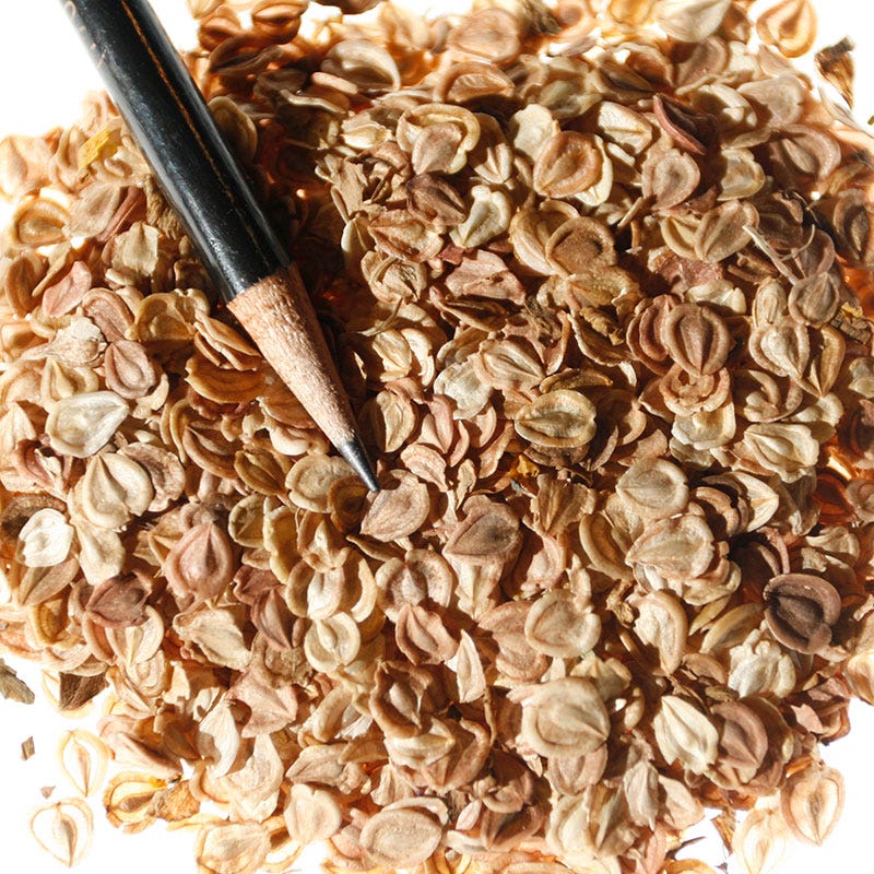 African Daisy Seeds - Image 7