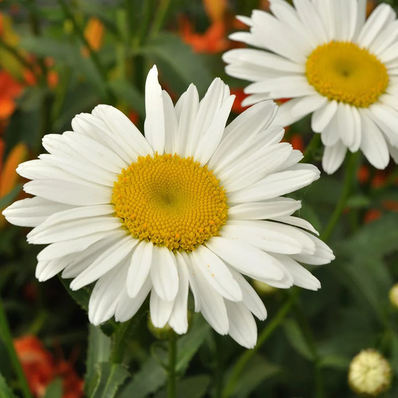 Alaska Shasta Daisy Seeds