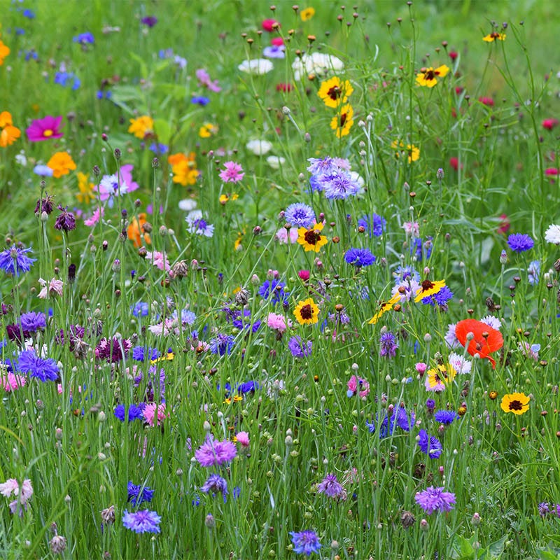 All Annual Vivid Variety Wildflower Seed Mix - Image 2