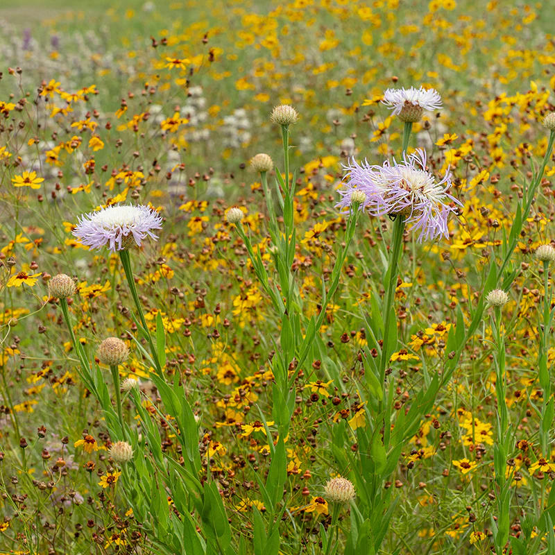 American Basketflower Seeds - Image 2