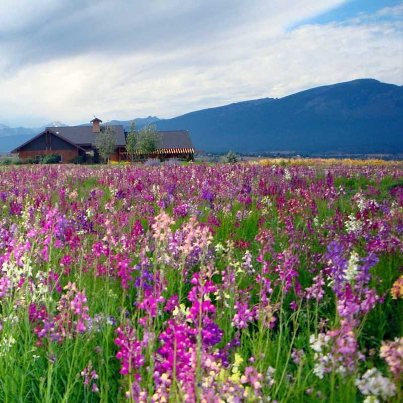 Annual Bold Blooms Wildflower Yard Seed Mix - Image 2