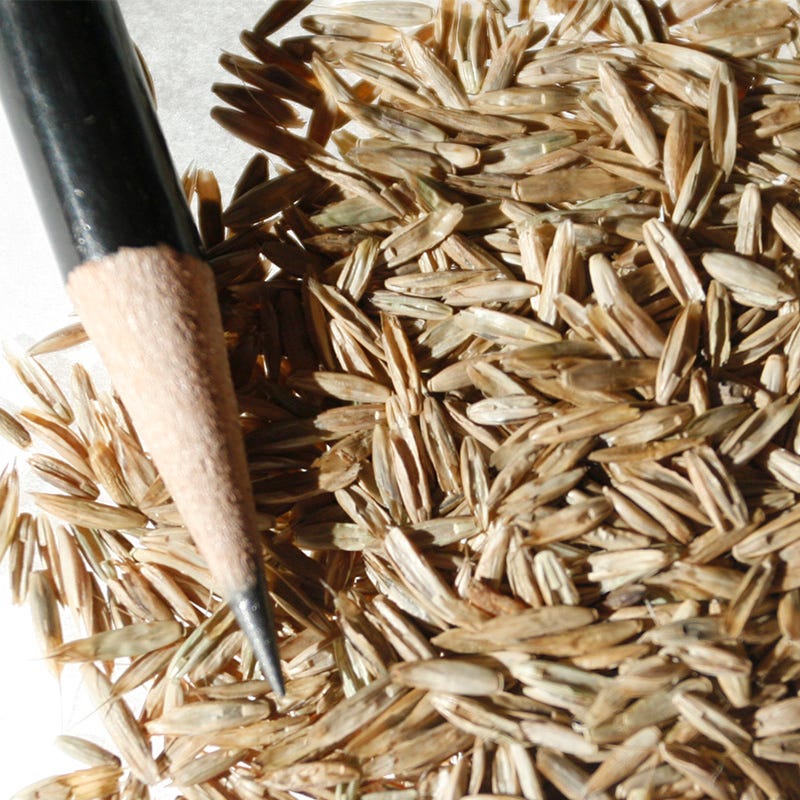 Annual Rye Grass Seeds - Image 2