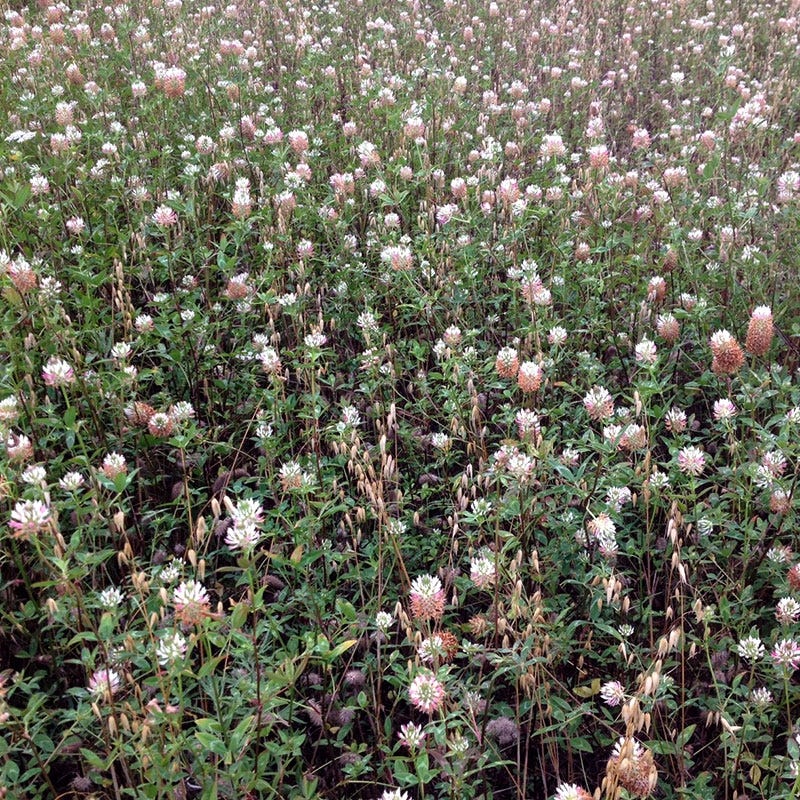 Arrowleaf Clover Seeds - Image 2