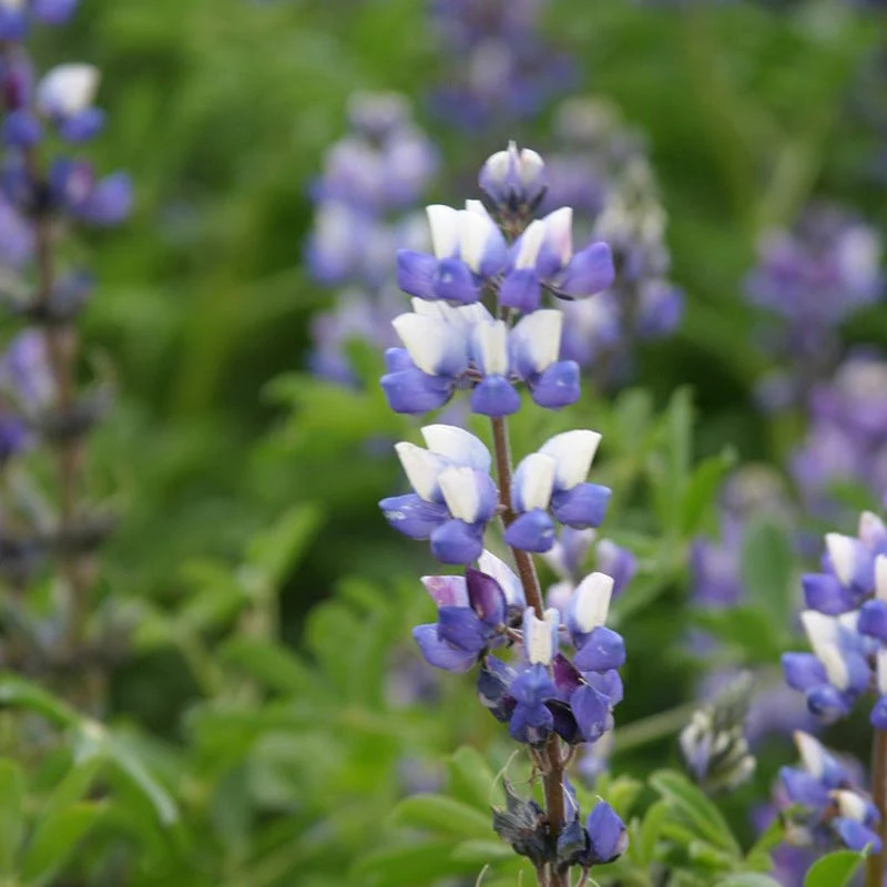 Arroyo Lupine Seeds - Image 2