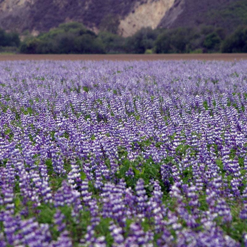 Arroyo Lupine Seeds - Image 3