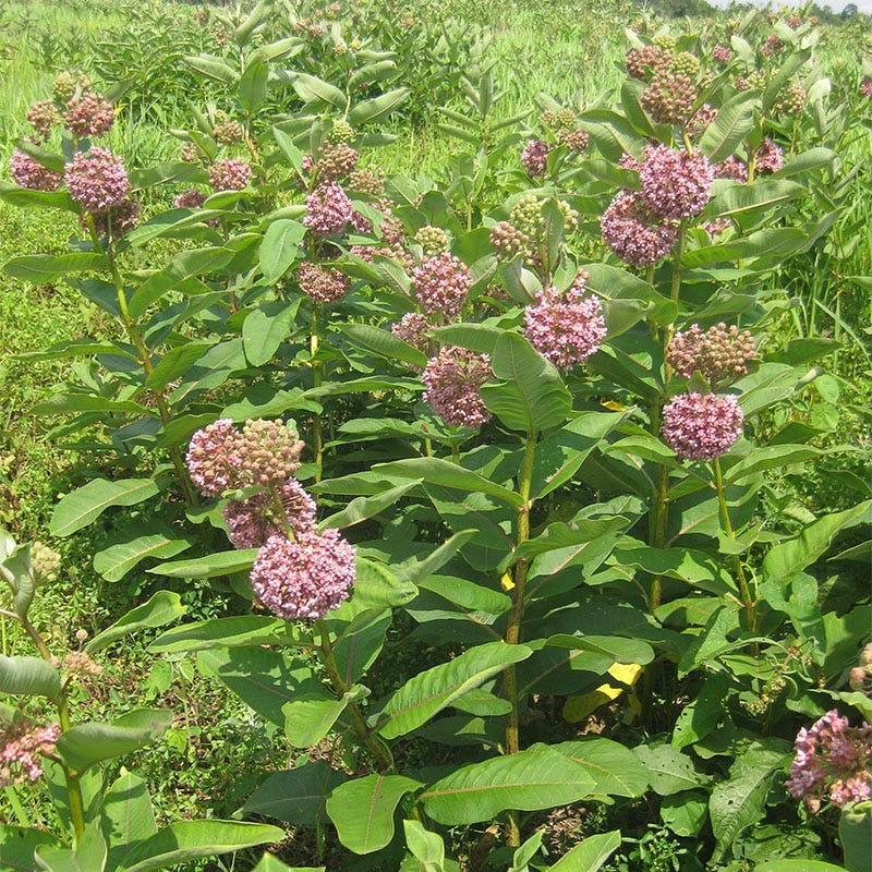 Common Milkweed Seeds - Image 2