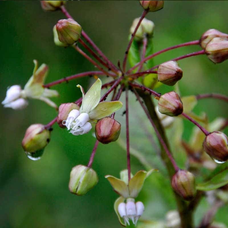 Poke Milkweed Seeds - Image 2