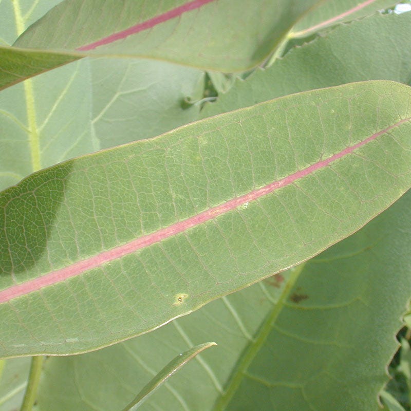 Prairie Milkweed Seeds - Image 3