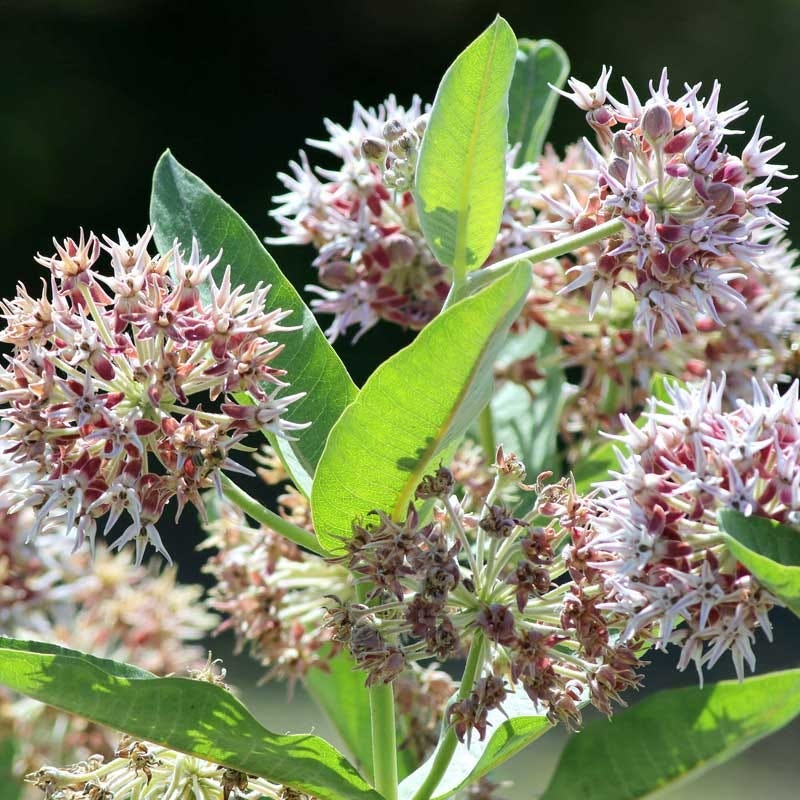 Showy Milkweed Seeds - Image 2
