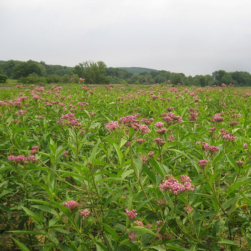 Swamp Milkweed Seeds - Image 3