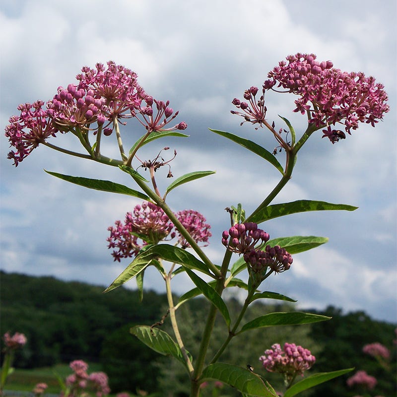 Swamp Milkweed Seeds - Image 4