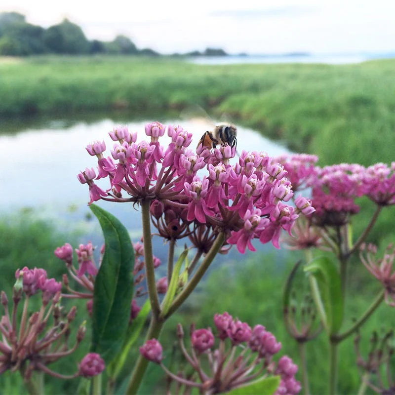 Lively Butterfly Meadow Native Pre-Planned Garden - Image 11