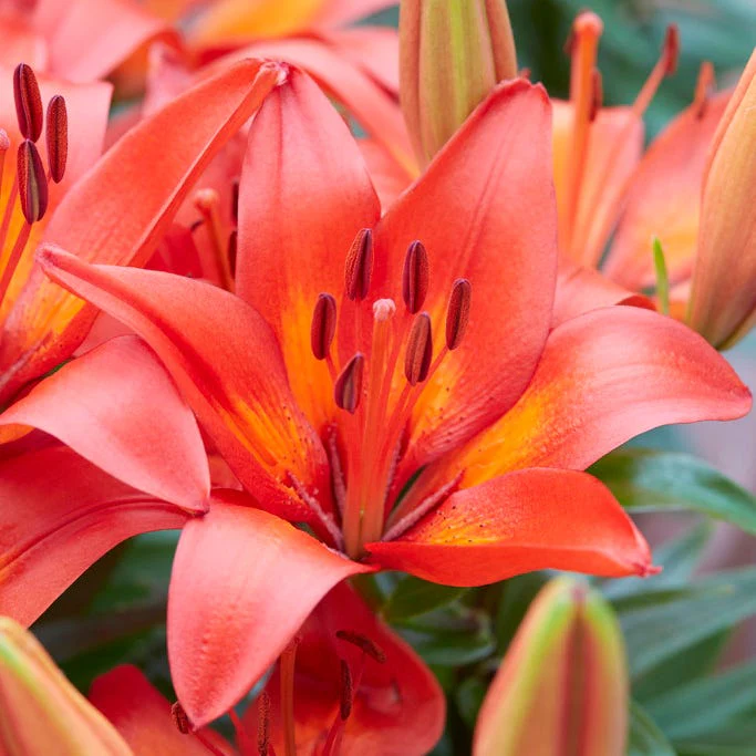 Matrix® Asiatic Lily Bulbs - Image 4