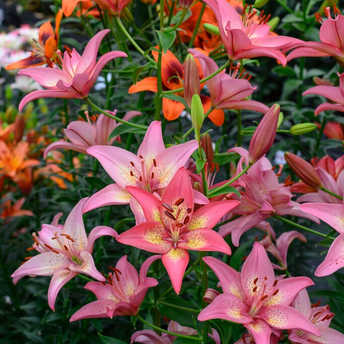 Trogon Asiatic Lily - Image 2