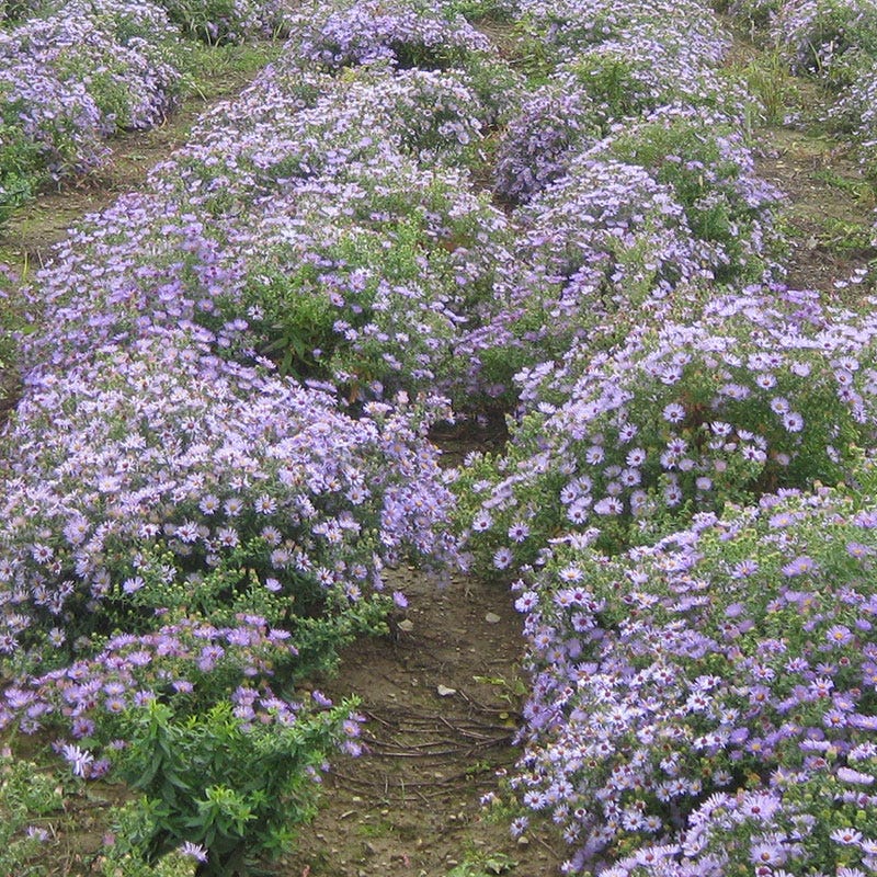 Aromatic Aster Seeds - Image 2
