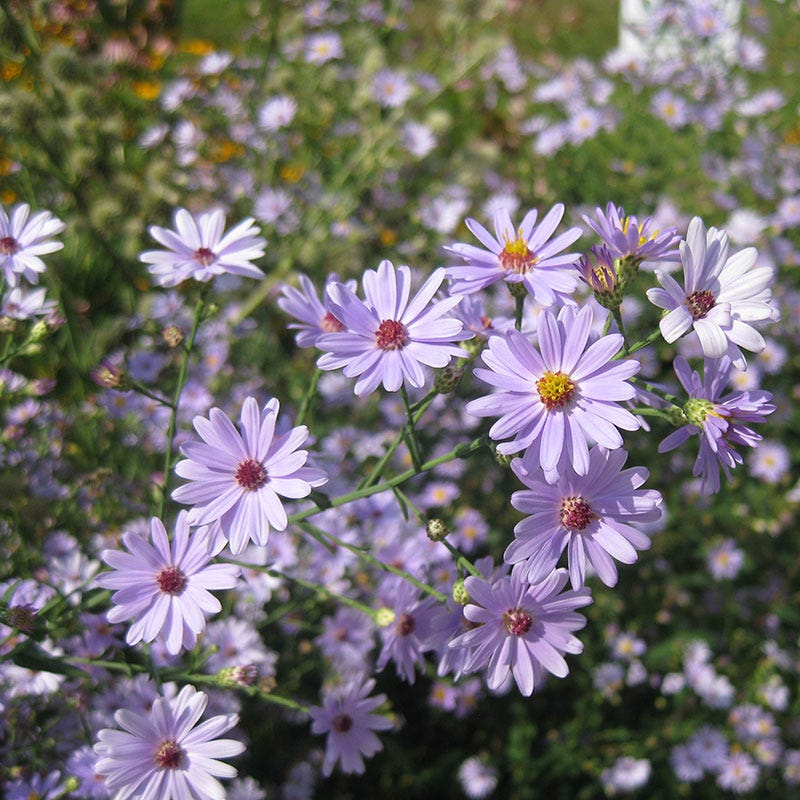 Smooth Blue Aster Seeds