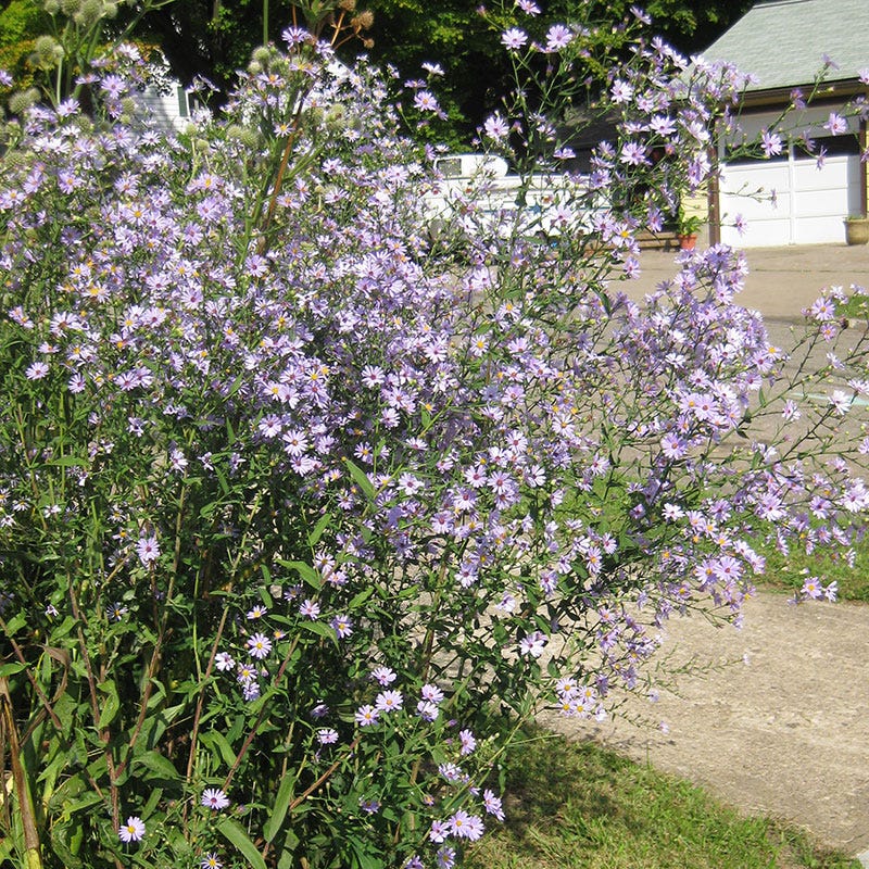 Smooth Blue Aster Seeds - Image 2