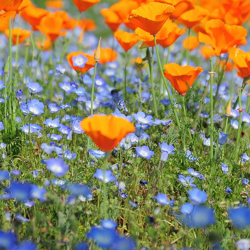 Baby Blue Eyes Seeds - Image 3