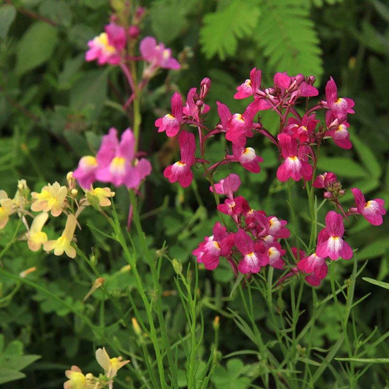Baby Snapdragon Seeds - Image 3