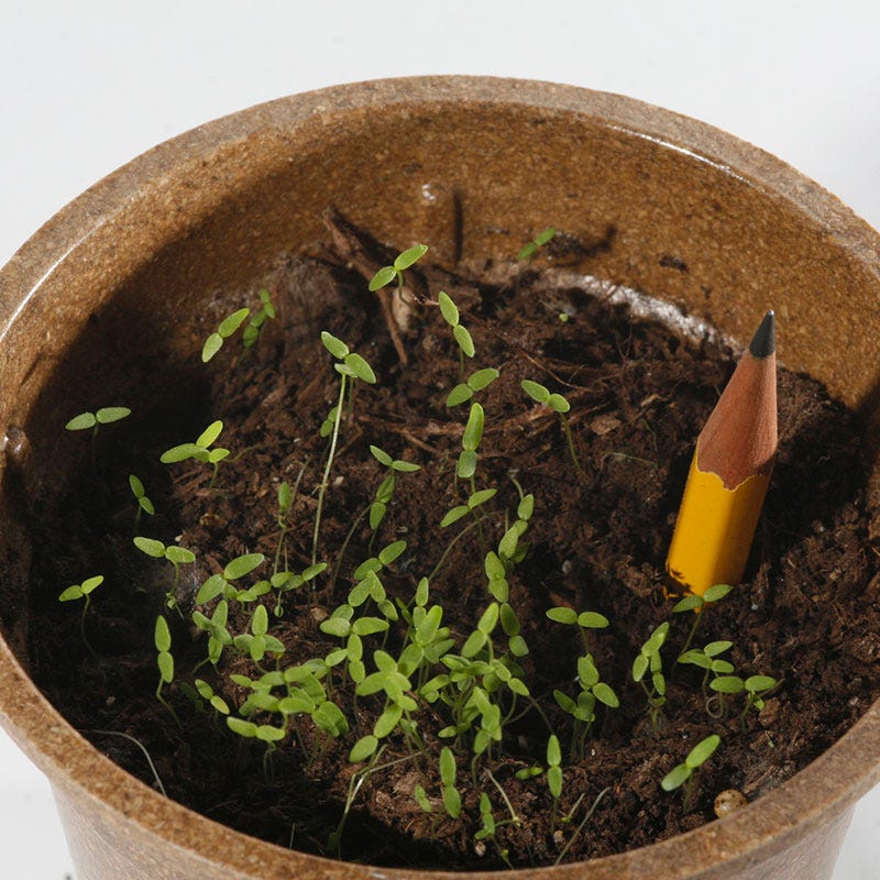 Baby Snapdragon Seeds - Image 5