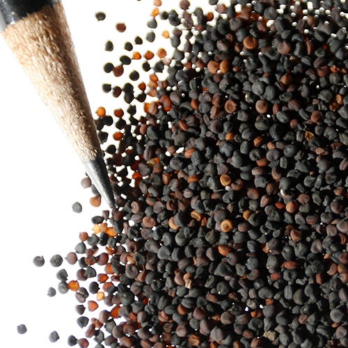Baby's Breath Seeds - Image 9