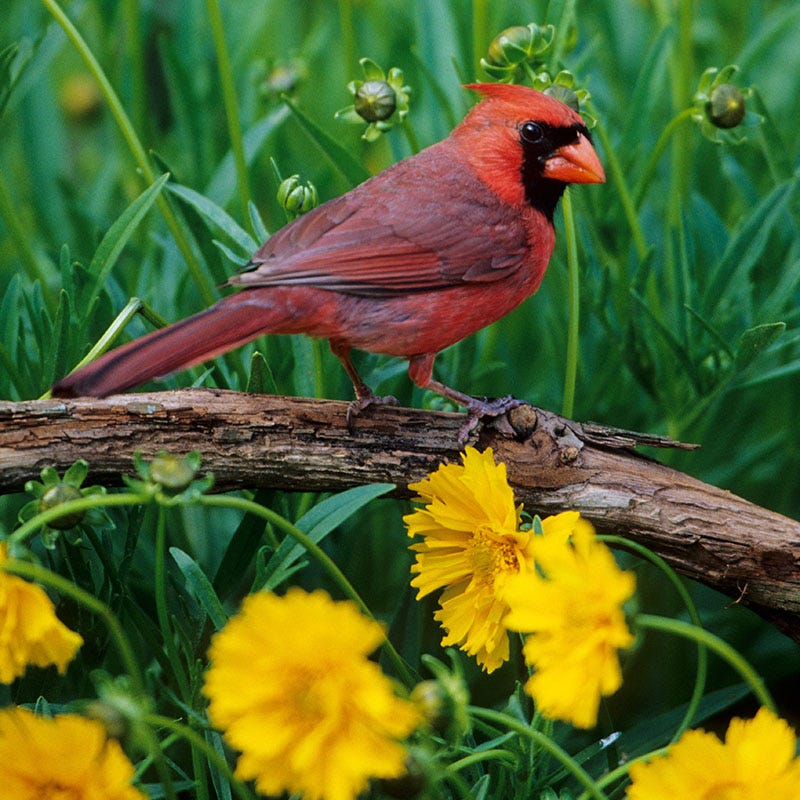 Backyard Birding Wildflower Seed Mix - Image 3