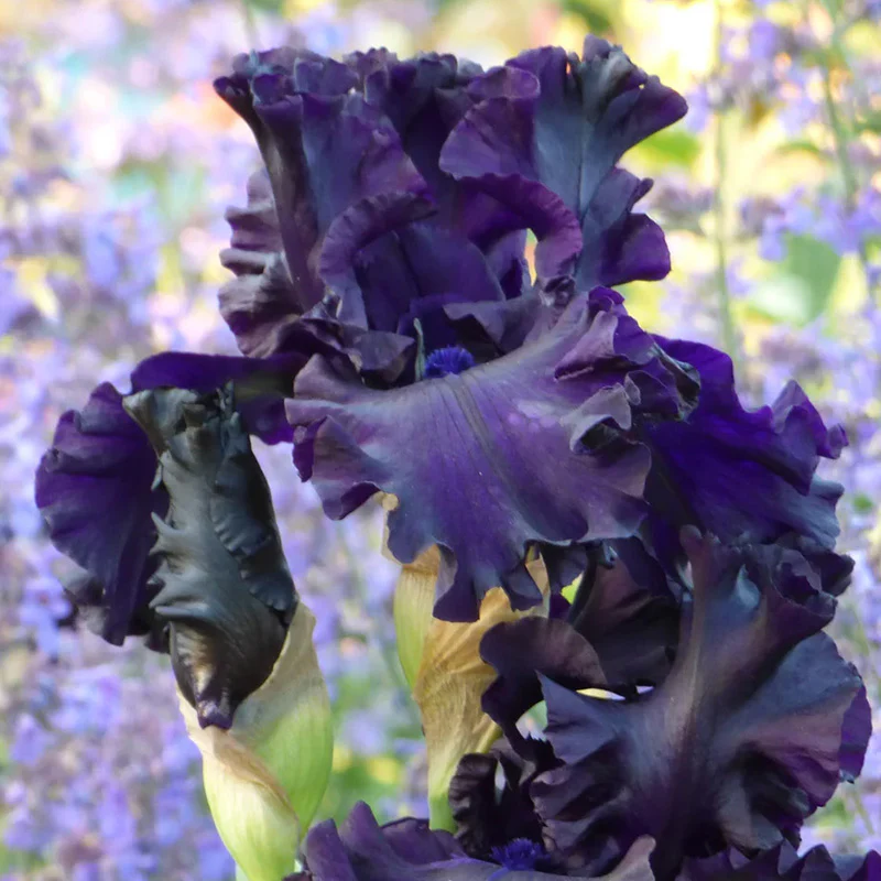 All Night Long Bearded Iris