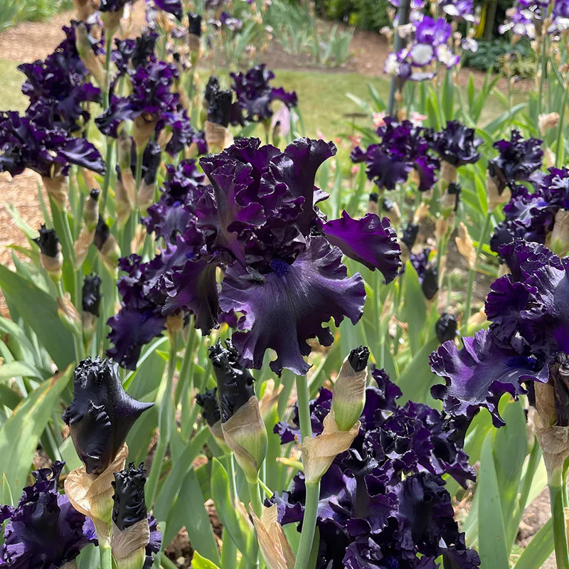 All Night Long Bearded Iris - Image 2