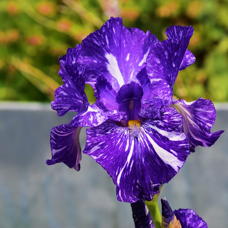 Batik Bearded Iris - Image 2