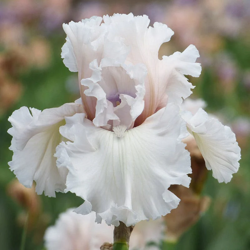 Beauty Within Bearded Iris