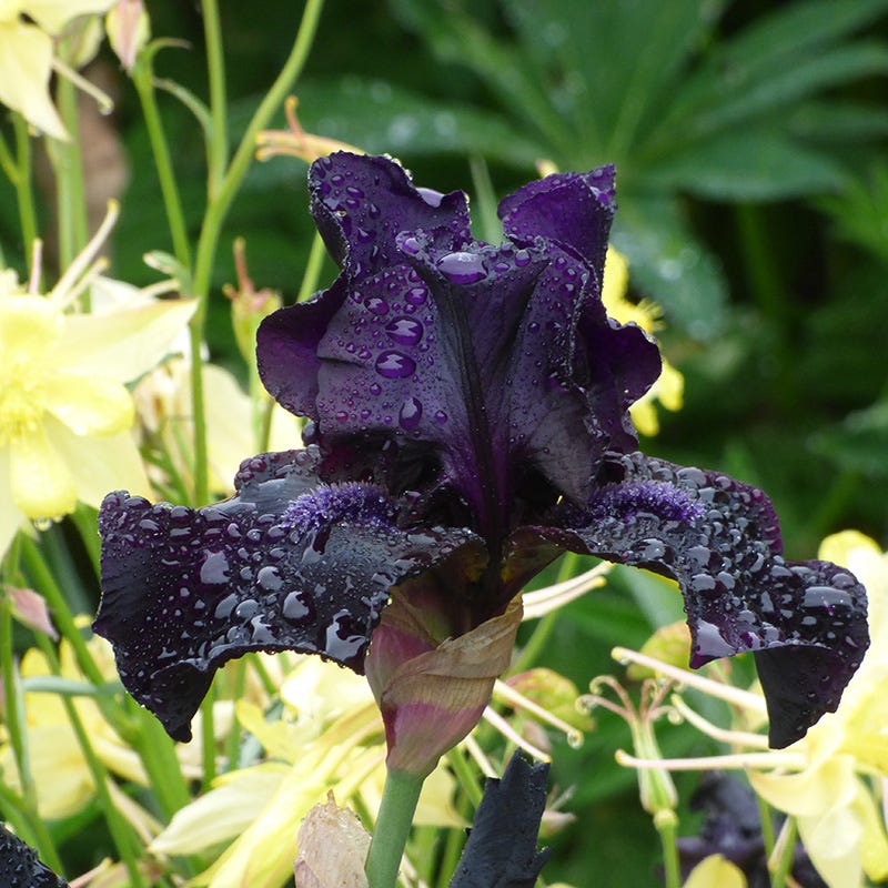 Before the Storm Bearded Iris - Image 2