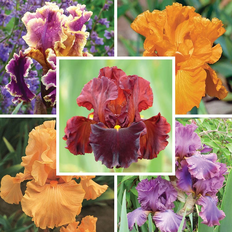 Berry Spice Bearded Iris Collection