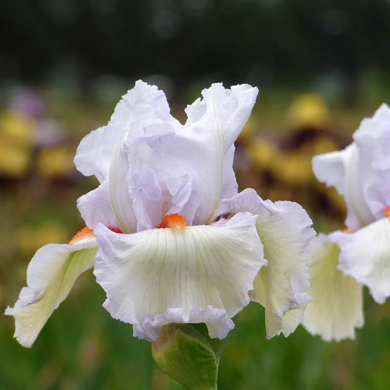 Classic Cool Bearded Iris - Image 2
