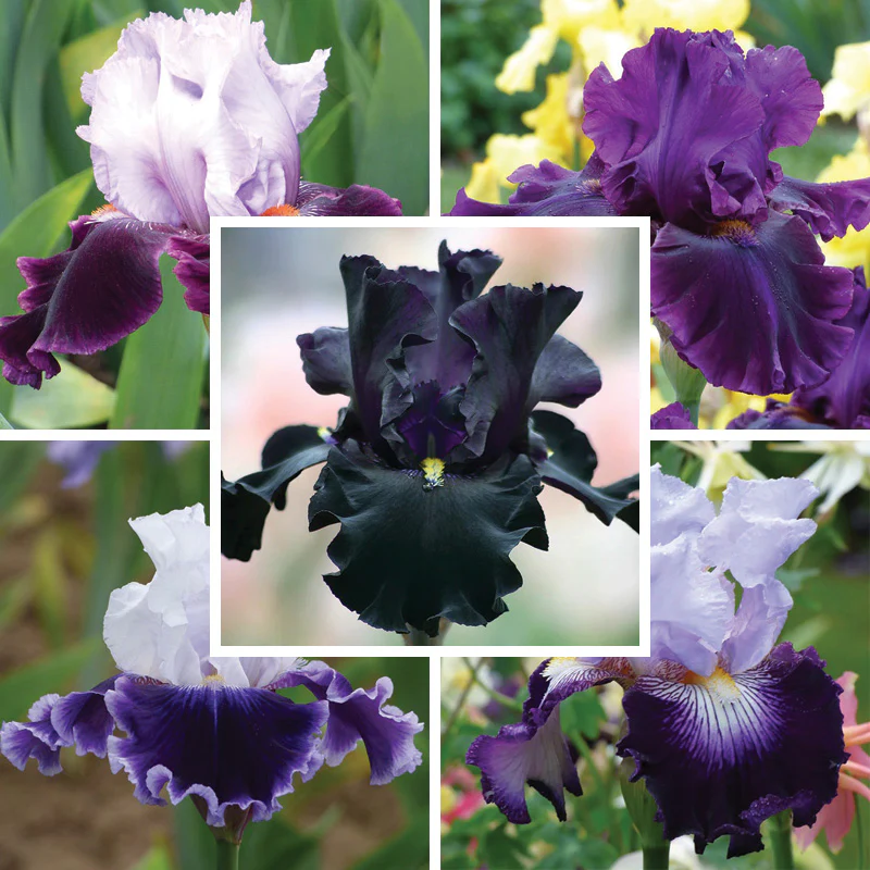Crystal Ball Bearded Iris Collection