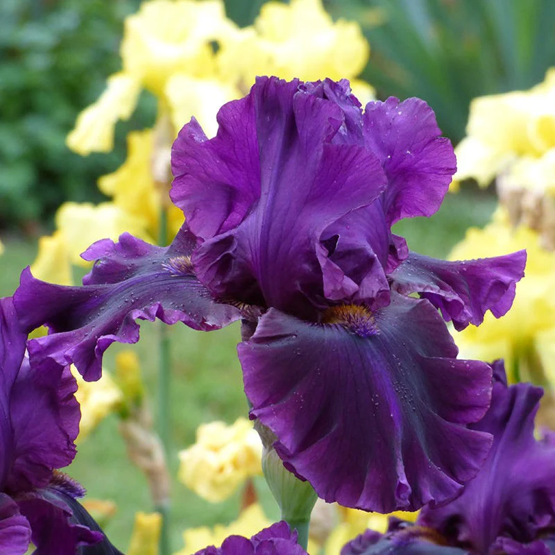 Crystal Ball Bearded Iris Collection - Image 3