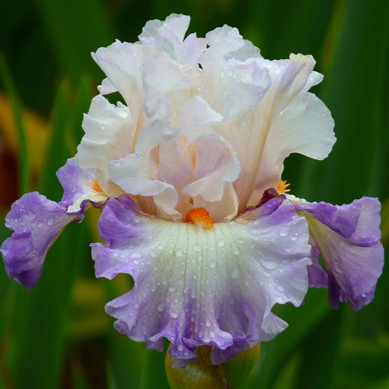 Deer Resistant Bearded Iris Collection - Image 3