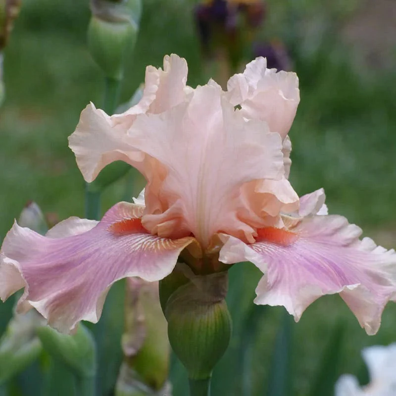Deer Resistant Bearded Iris Collection - Image 4