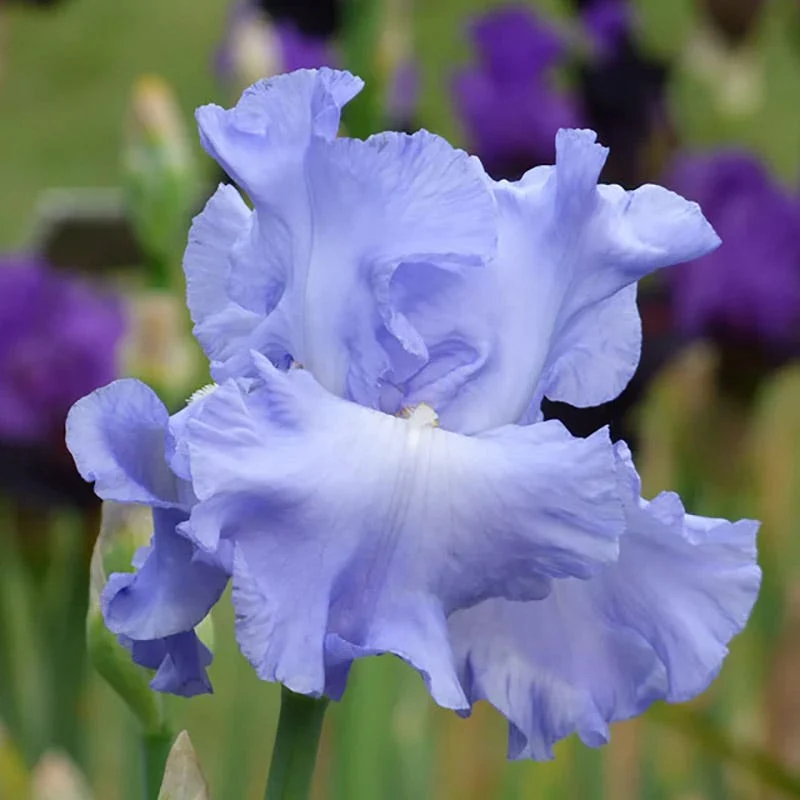 Deer Resistant Bearded Iris Collection - Image 6