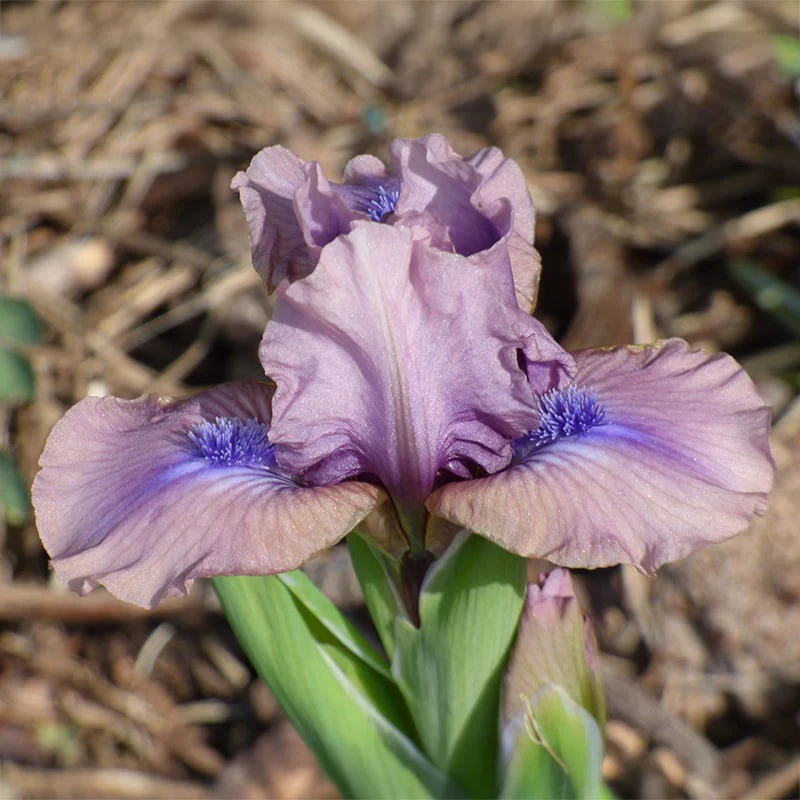 Androgyny Dwarf Bearded Iris - Image 2