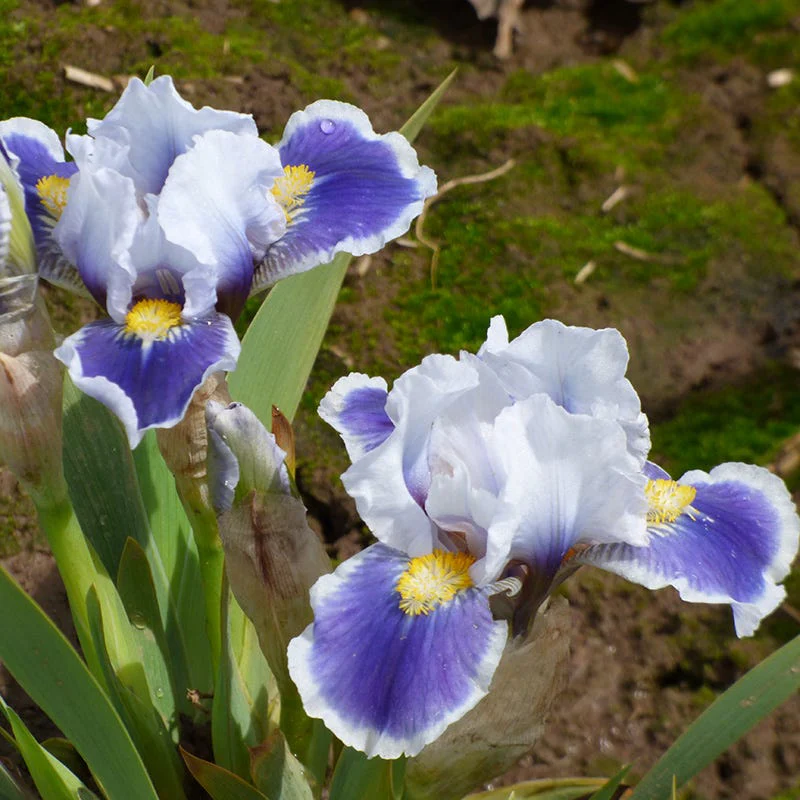 Baby Bruin Dwarf Bearded Iris - Image 2