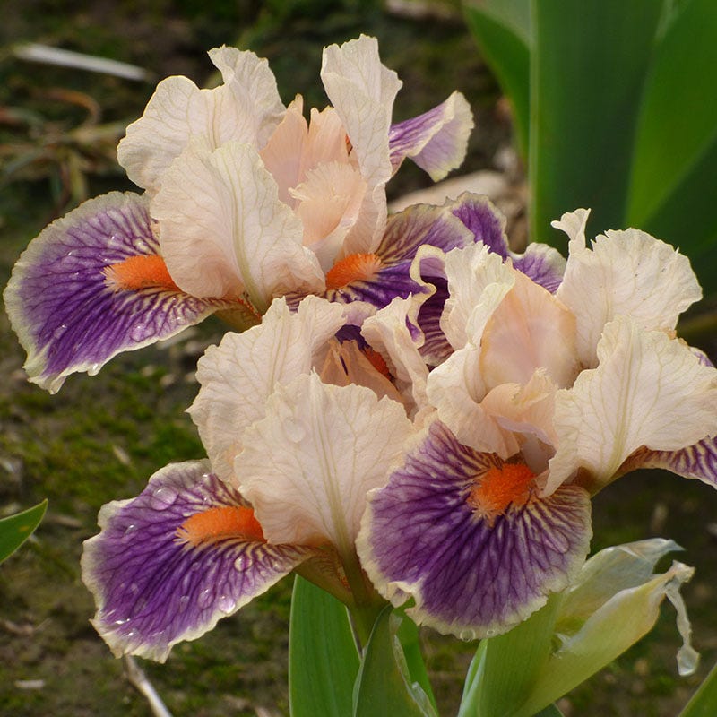 Franky Dwarf Bearded Iris - Image 2