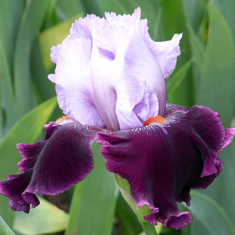 Easy To Grow Bearded Iris Collection - Image 3