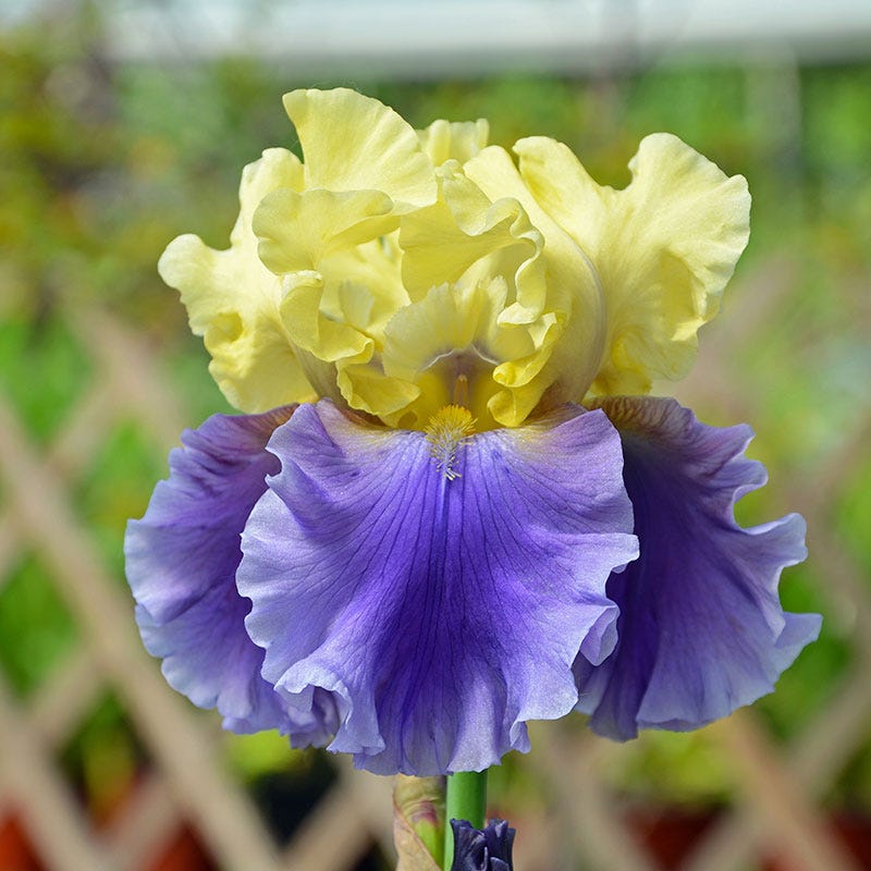 Edith Wolford Bearded Iris