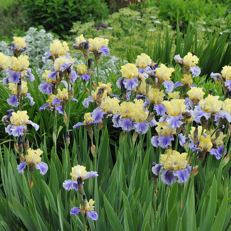 Edith Wolford Bearded Iris - Image 3