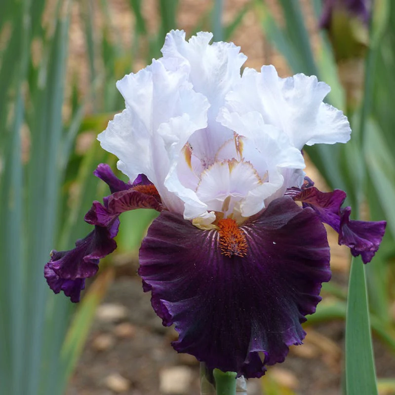 Formal Affair Bearded Iris Collection - Image 2