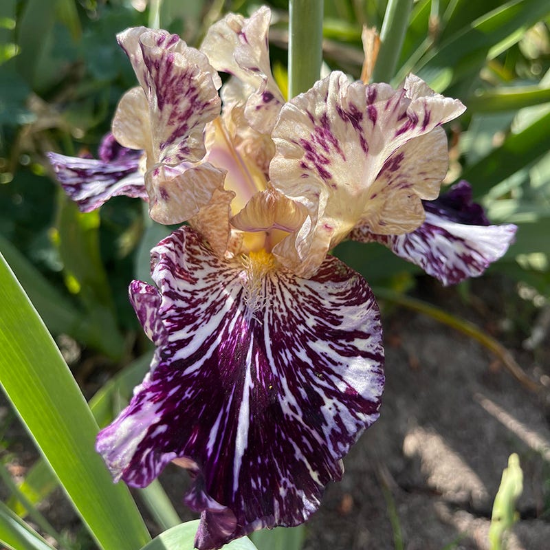 Gnus Flash Bearded Iris - Image 2