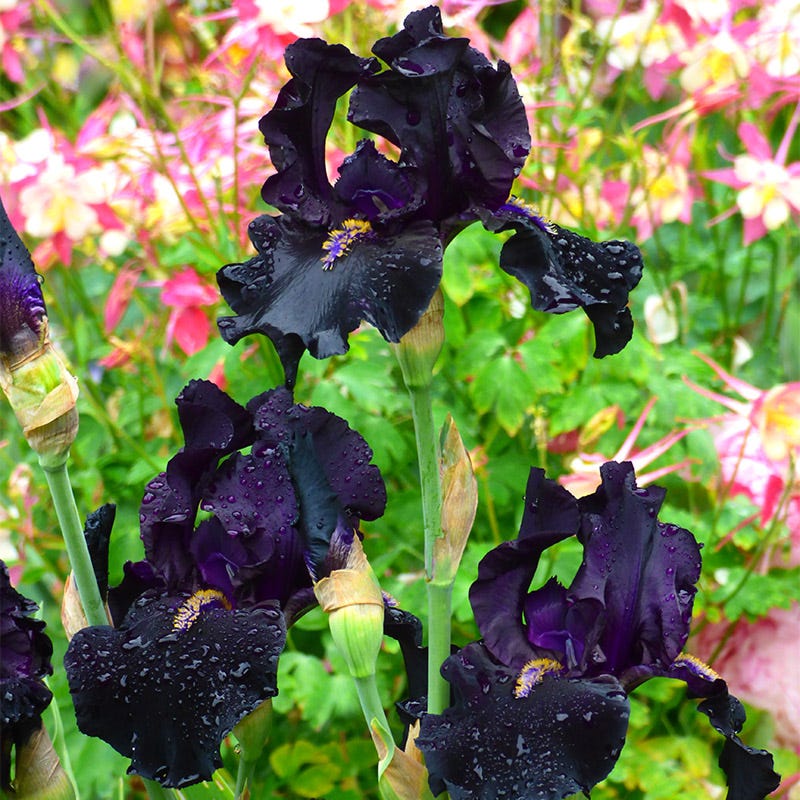 Here Comes the Night Bearded Iris - Image 2