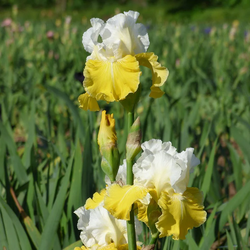 Lemon Cloud Bearded Iris - Image 2